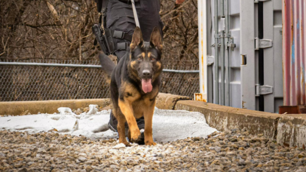Former Toronto K-9 officer details bond between dogs, handlers