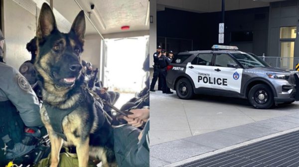Man charged in Etobicoke homicide same suspect that shot K9 Bingo: police
